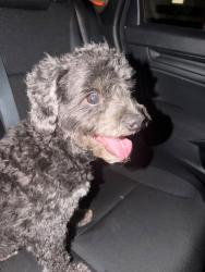 Found/Stray Male Dog last seen Big spring por la walgreens, Big Spring, TX 79720