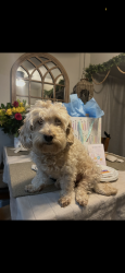 Lost Female Dog last seen Near brookgreen road Downey ca 90240, Downey, CA 90240