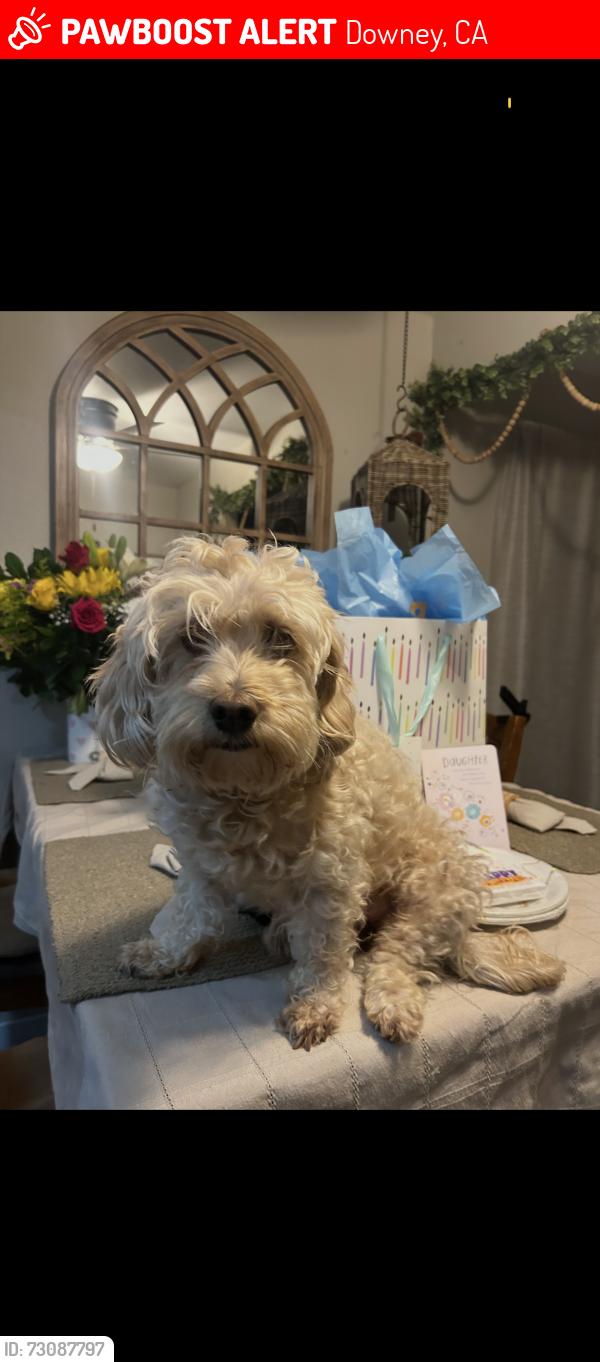 Lost Female Dog last seen Near brookgreen road Downey ca 90240, Downey, CA 90240