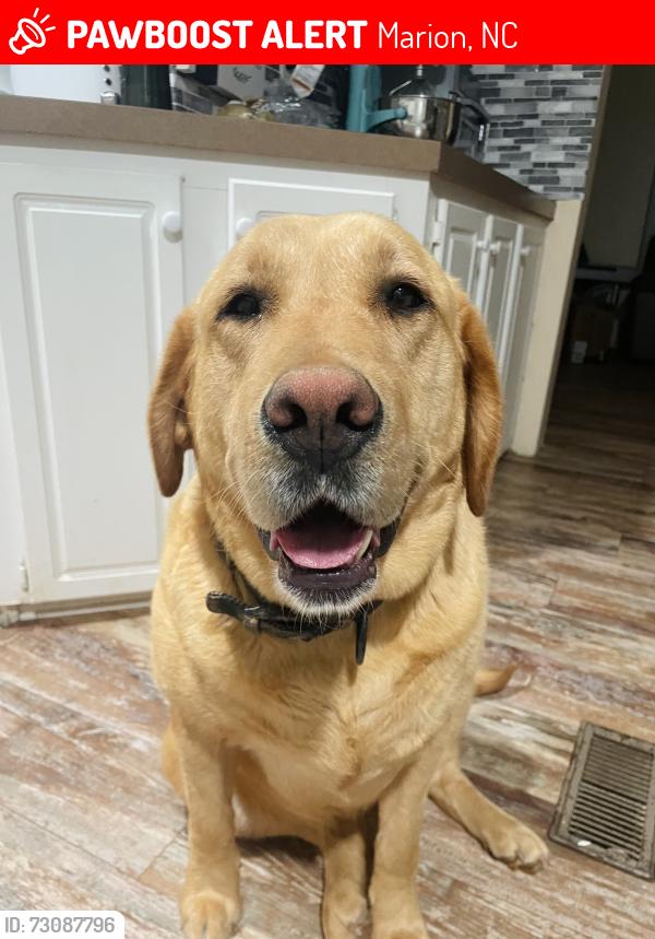 Lost Female Dog last seen Ashworth Rd, Marion, NC 28752