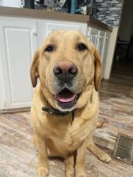 Lost Female Dog last seen Ashworth Rd, Marion, NC 28752