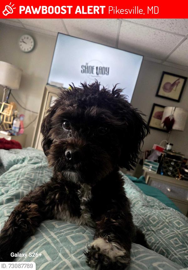 Lost Male Dog last seen Nelson Rd , Pikesville, MD 21208