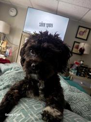 Lost Male Dog last seen Nelson Rd , Pikesville, MD 21208