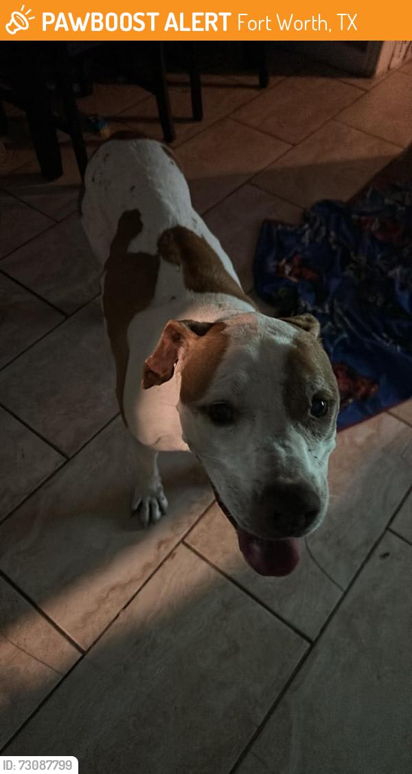 Found/Stray Male Dog last seen Lakeland st, Fort Worth, TX 76111