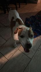 Found/Stray Male Dog last seen Lakeland st, Fort Worth, TX 76111