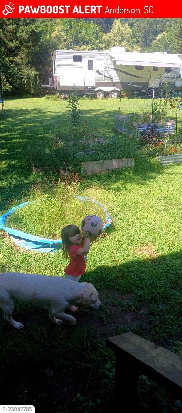 Lost Female Dog last seen Near old village Dr, Anderson, SC 29621