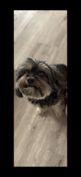 Reunited Female Dog last seen Ridgedale Road and Pepper Street, Monroe, CT 06468