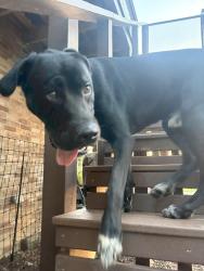 Found/Stray Male Dog last seen Coose Hollow Ln and Posy Mountain, Benton County, AR 72756