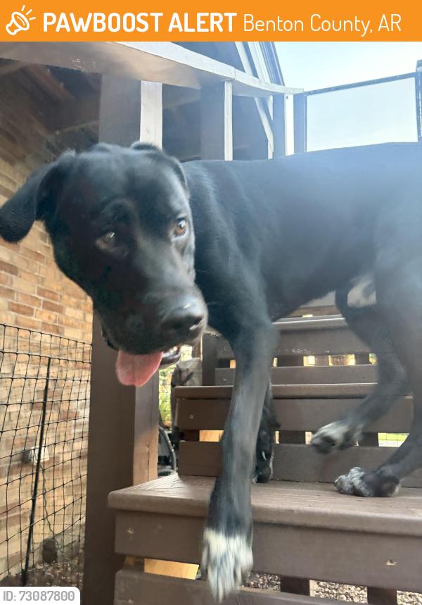 Found/Stray Male Dog last seen Coose Hollow Ln and Posy Mountain, Benton County, AR 72756