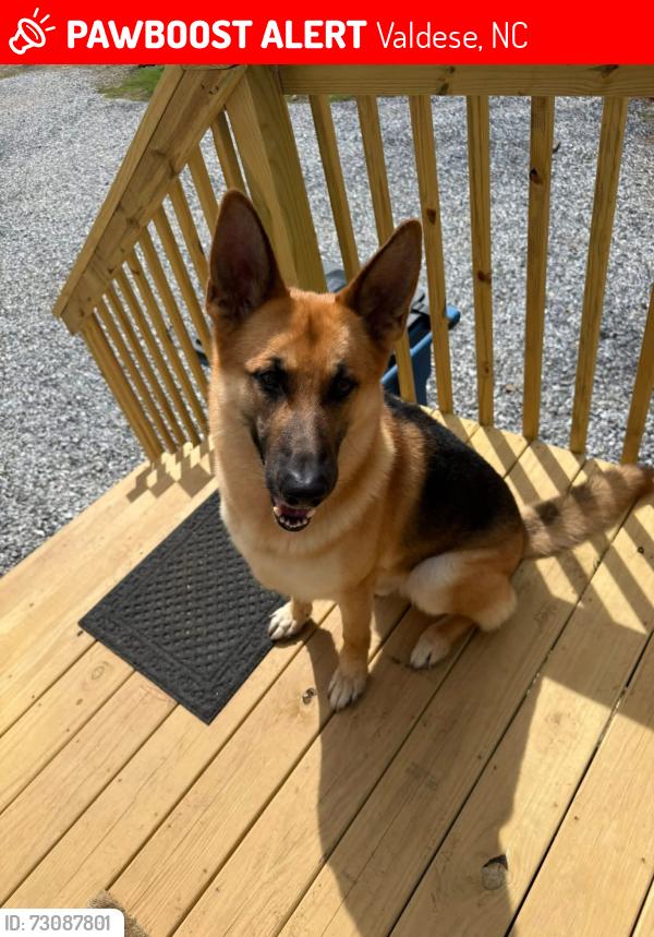 Lost Male Dog last seen Laurel St , Lovelady Rd, Valdese, NC 28690