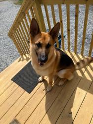 Lost Male Dog last seen Laurel St , Lovelady Rd, Valdese, NC 28690