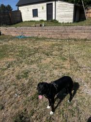 Reunited Female Dog last seen Legacy Circle and CO 86, Elizabeth, CO 80107