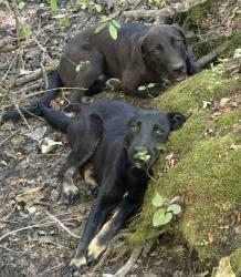 Reunited Male Dog last seen Hobson road and Hwy 301, Harnett County, NC 28334