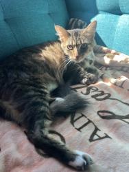 Reunited Female Cat last seen Thorn Dr, Concord, CA 94521, USA, Concord, CA 94521