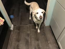 Reunited Male Dog last seen Kirkland/Century, Spring Hill, FL 34608