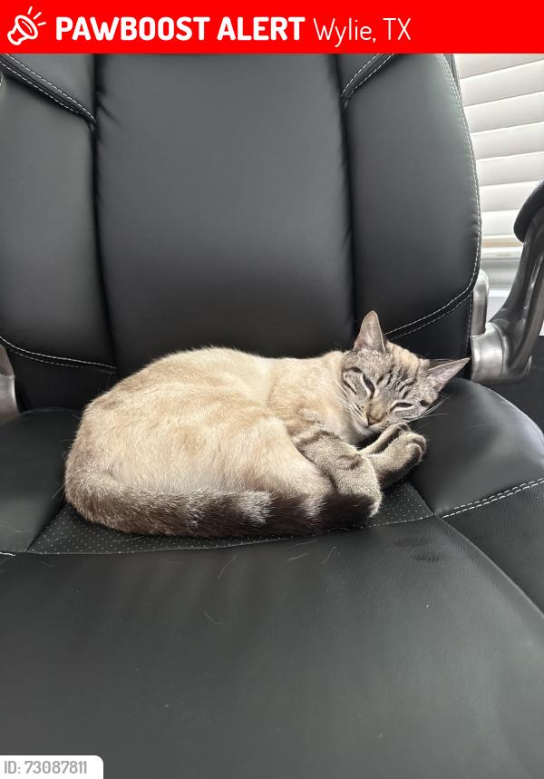 Lost Female Cat last seen Boxwood Ln and Thornberry Dr, Wylie, TX 75098