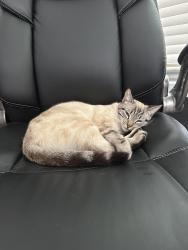 Lost Female Cat last seen Boxwood Ln and Thornberry Dr, Wylie, TX 75098