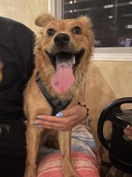 Found/Stray Unknown Dog last seen Wyandotte and Vanalden, Reseda, Los Angeles, CA 91335