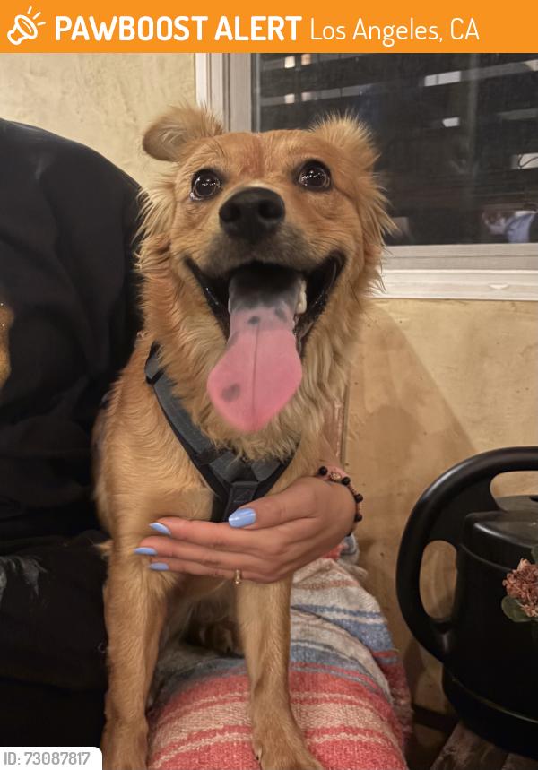 Found/Stray Unknown Dog last seen Wyandotte and Vanalden, Reseda, Los Angeles, CA 91335