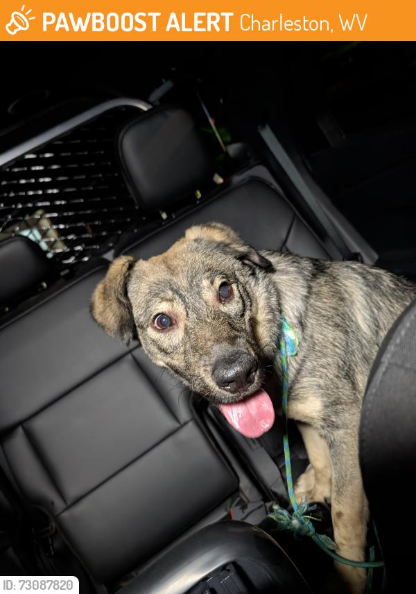 Found/Stray Female Dog last seen US 119, Charleston, WV 25314