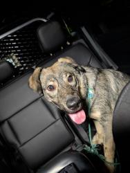 Found/Stray Female Dog last seen US 119, Charleston, WV 25314