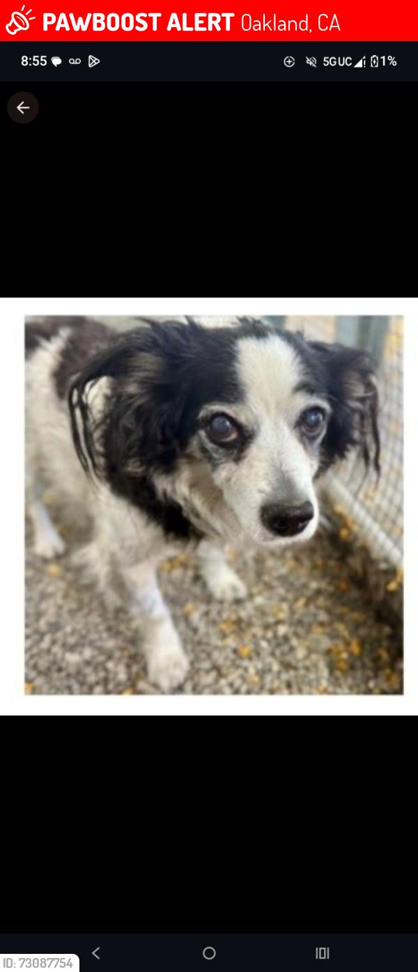Lost Female Dog last seen Alice St, Oakland, CA 94607