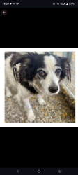 Lost Female Dog last seen Alice St, Oakland, CA 94607