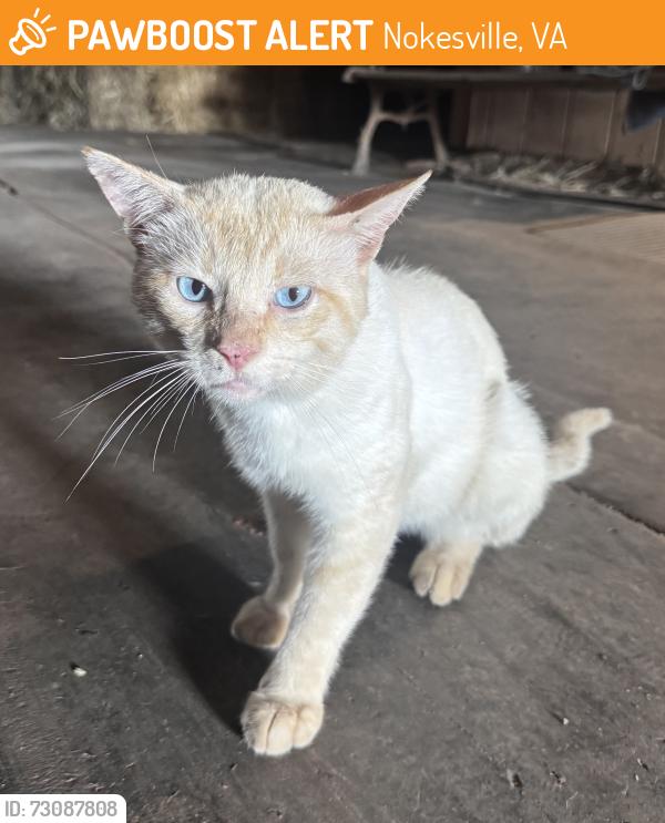 Found/Stray Male Cat last seen Reid Lane, Nokesville, VA 20181