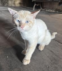 Found/Stray Male Cat last seen Reid Lane, Nokesville, VA 20181