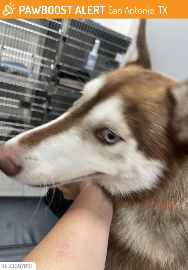 Found/Stray Female Dog last seen Downtown, San Antonio, TX 78212