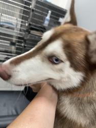 Found/Stray Female Dog last seen Downtown, San Antonio, TX 78212