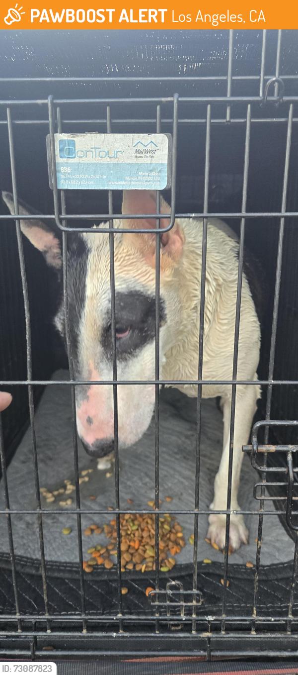 Found/Stray Female Dog last seen El Dorado ave, Los Angeles, CA 91342