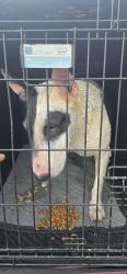 Found/Stray Female Dog last seen El Dorado ave, Los Angeles, CA 91342