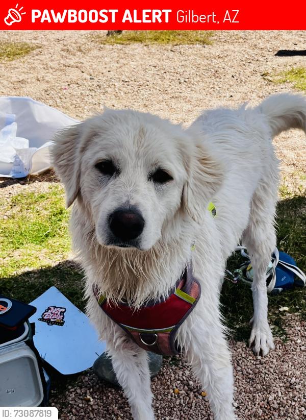 Lost Female Dog last seen Gilbert, Gilbert, AZ 85233