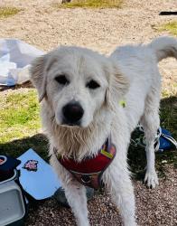 Lost Female Dog last seen Gilbert, Gilbert, AZ 85233
