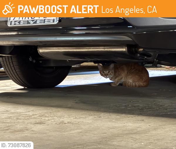 Found/Stray Unknown Cat last seen Arlo apmts Parking Garage, Los Angeles, CA 91364