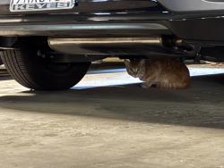 Found/Stray Unknown Cat last seen Arlo apmts Parking Garage, Los Angeles, CA 91364