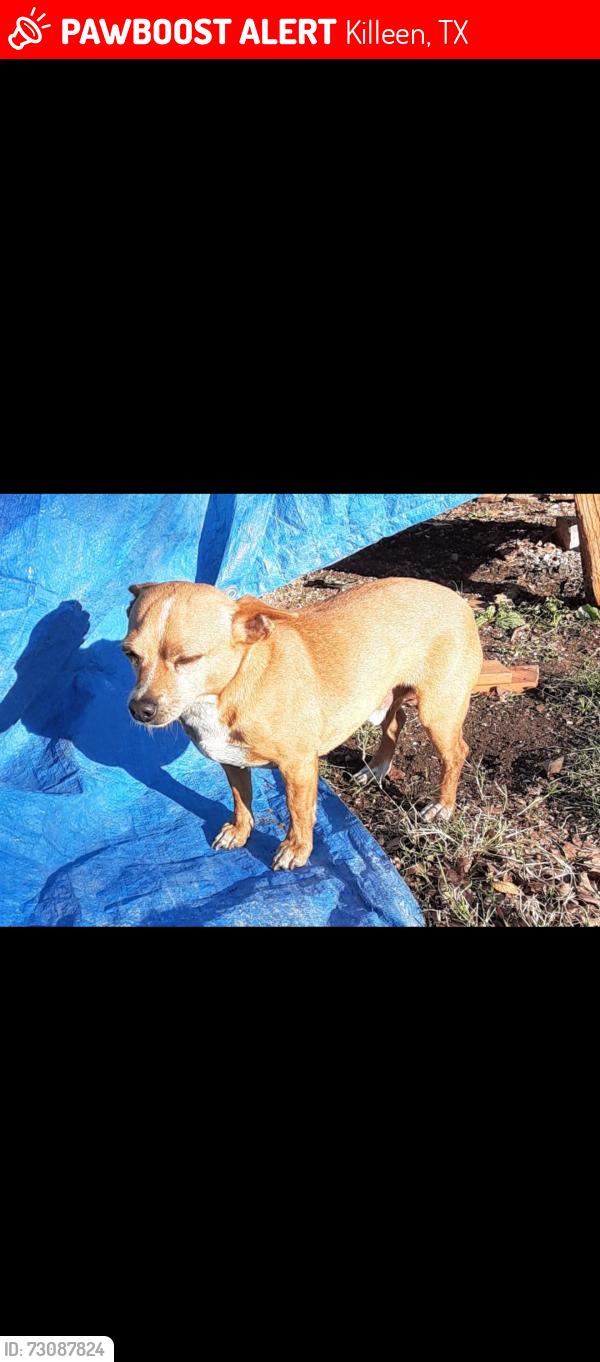 Lost Male Dog last seen Mickeys on stagecoach and East Trimmier, Killeen, TX 76542