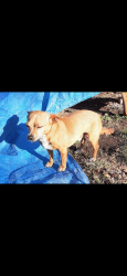 Lost Male Dog last seen Mickeys on stagecoach and East Trimmier, Killeen, TX 76542