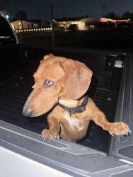 Lost Unknown Dog last seen Dolphin and blue wing, El Paso, TX 79924