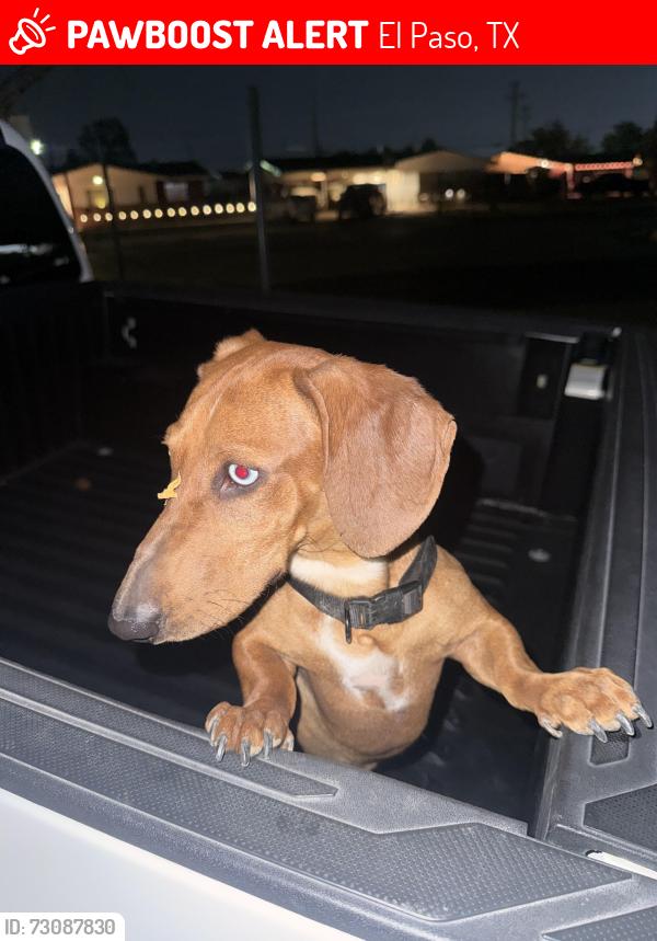 Lost Unknown Dog last seen Dolphin and blue wing, El Paso, TX 79924