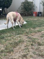 Found/Stray Female Dog last seen Market and Fourth, Riverside, CA 92501