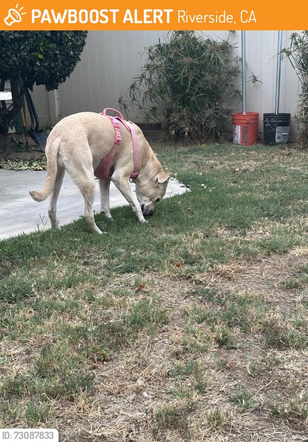 Found/Stray Female Dog last seen Market and Fourth, Riverside, CA 92501