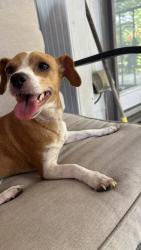 Found/Stray Female Dog last seen Barbarossa, Mission Bend, TX 77083