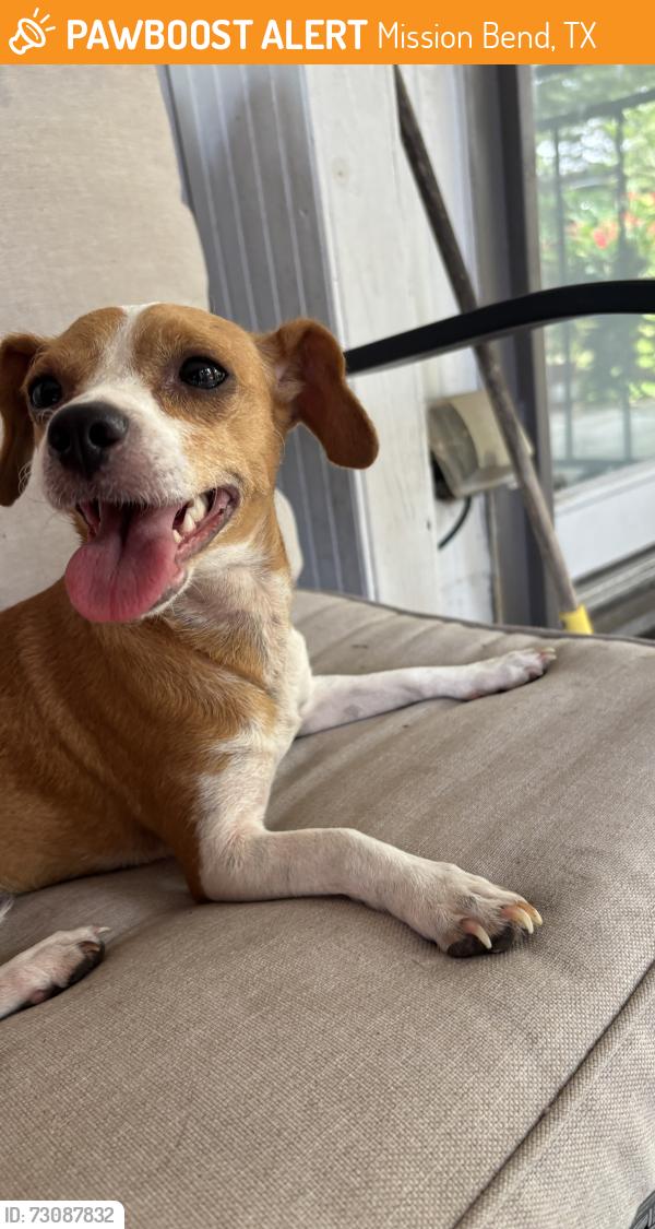 Found/Stray Female Dog last seen Barbarossa, Mission Bend, TX 77083