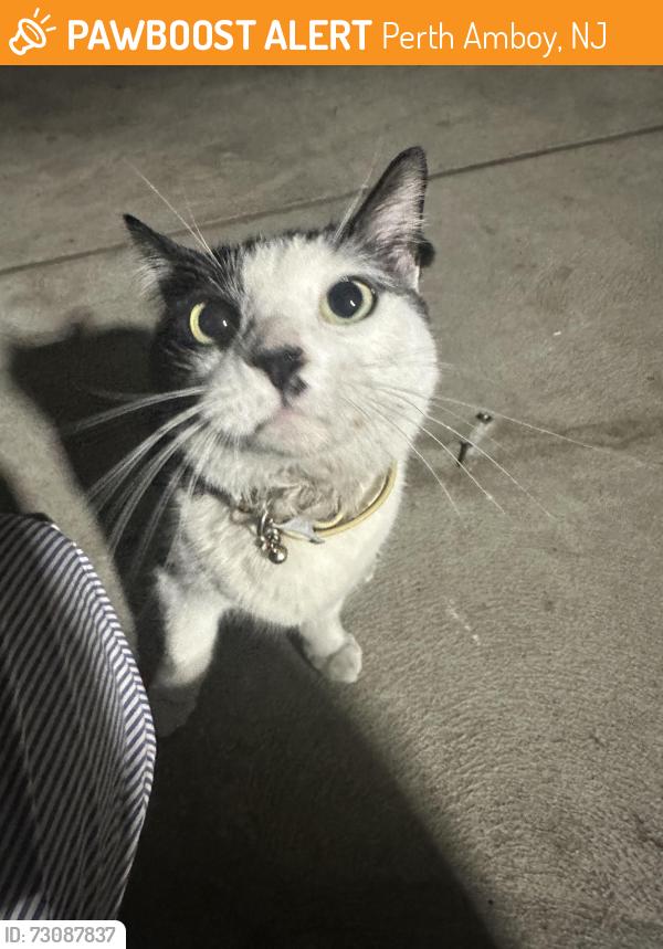 Found/Stray Unknown Cat last seen Rector st Perth Amboy, Perth Amboy, NJ 08861