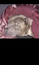 Reunited Male Dog last seen Marion liquor , Ocala, FL 34471
