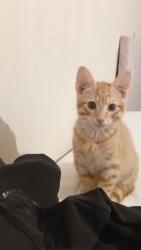 Lost Male Cat last seen Spar, Hindley, England 