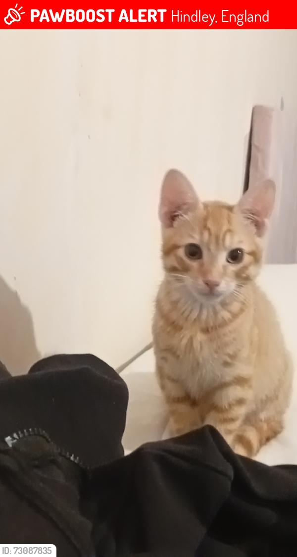 Lost Male Cat last seen Spar, Hindley, England 