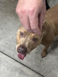 Found/Stray Female Dog last seen Near Pernell Ln, Charlotte, NC 28213